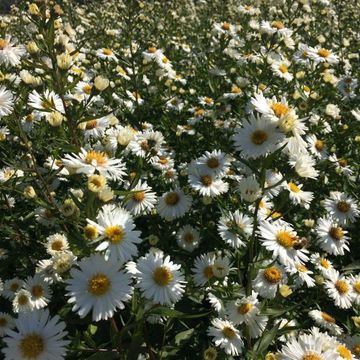 Aster novi-belgii 'White Ladies'