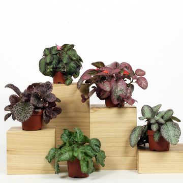 Episcia MIX
