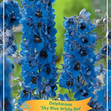 Delphinium 'Magic Fountains Sky Blue White Bee'