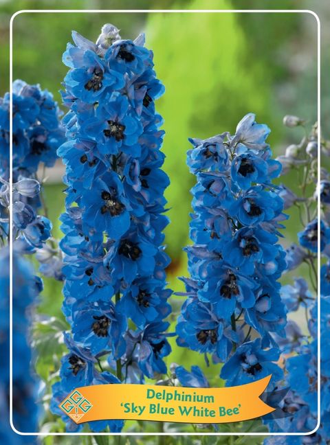 Delphinium 'Magic Fountains Sky Blue White Bee'