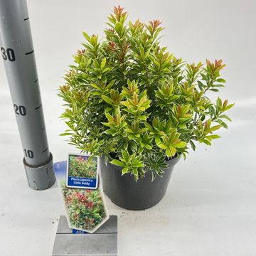 Pieris japonica 'Little Goldy'