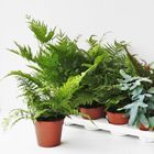 Ferns MIX