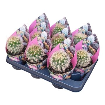 Neoporteria subgibbosa