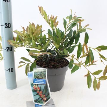 Distylium BLUE CASCADE