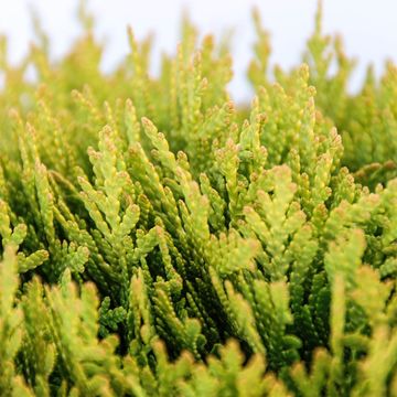 Thuja occidentalis 'Mirjam'