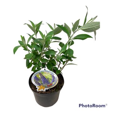 Buddleja davidii 'Ellen's Blue'
