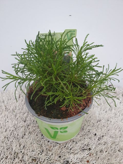 Santolina virens 'Olivia'