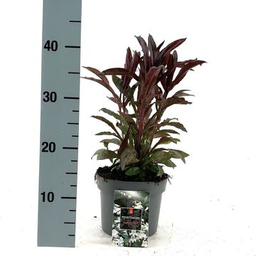 Penstemon digitalis 'Husker Red'