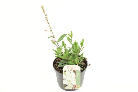 Gaura lindheimeri GAUDI WHITE