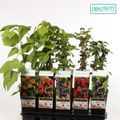 Rubus MIX