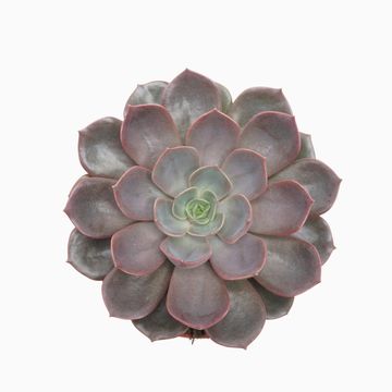 Echeveria 'Mina'