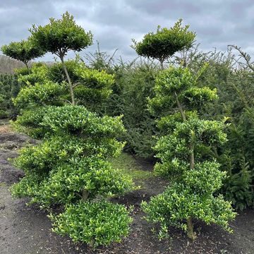 Ilex crenata 'Blondie'