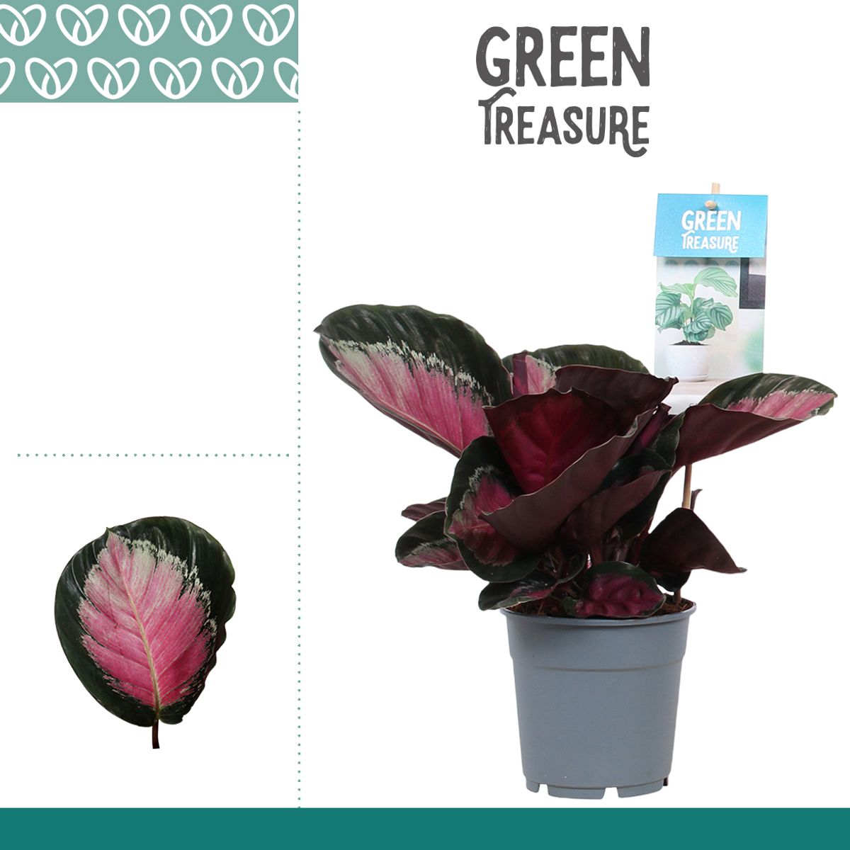 Calathea roseopicta 'Rosy' — Plant Wholesale FlorAccess