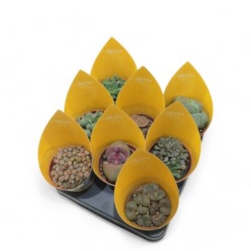 Lithops MIX