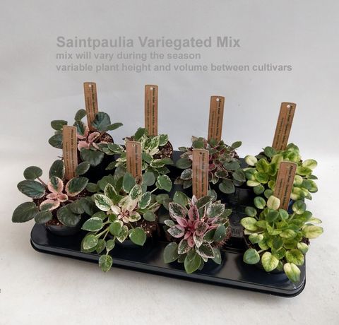 Saintpaulia VARIEGATA MIX