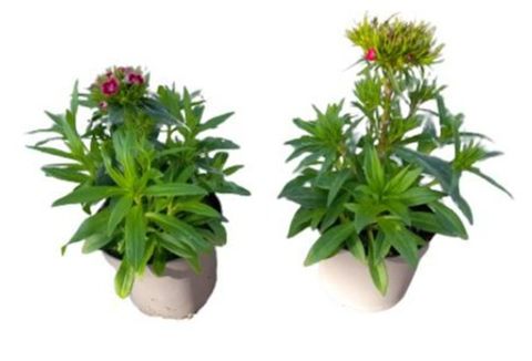 Dianthus 'Dinetta Pink'