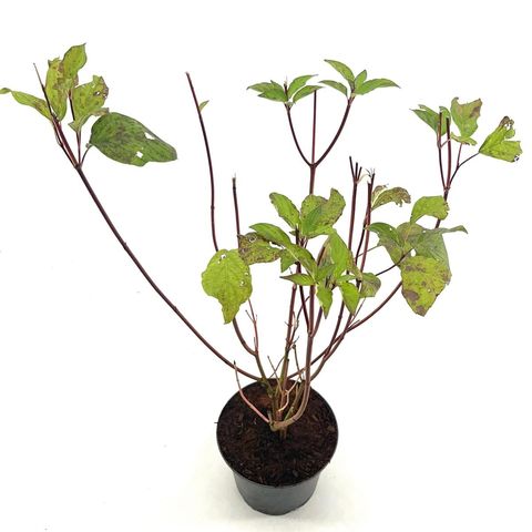 Cornus alba 'Sibirica'