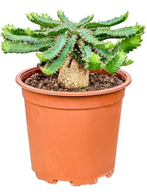 Euphorbia stellata