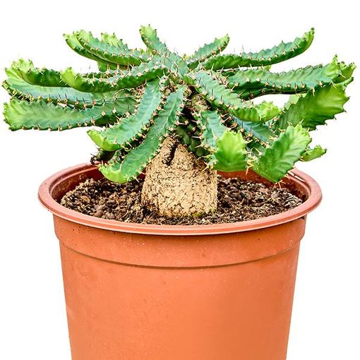 Euphorbia stellata