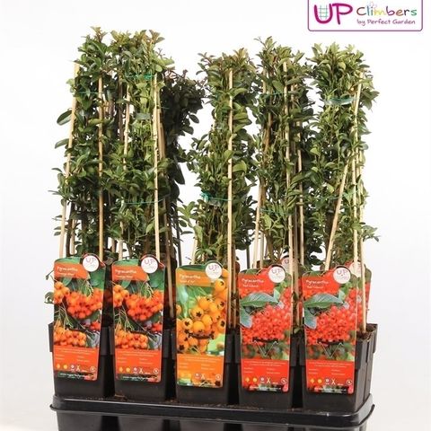 Pyracantha MIX (Hoogeveen Plants)