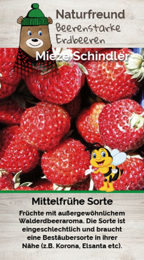 Fragaria x ananassa 'Mieze Schindler'