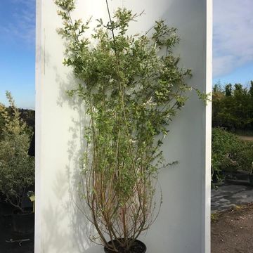 Salix irrorata