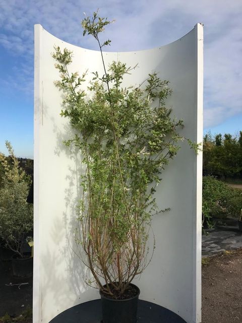 Salix irrorata