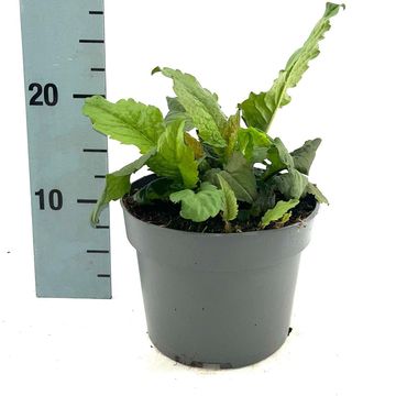Aster divaricatus