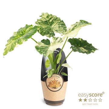 Alocasia gageana 'Variegata'