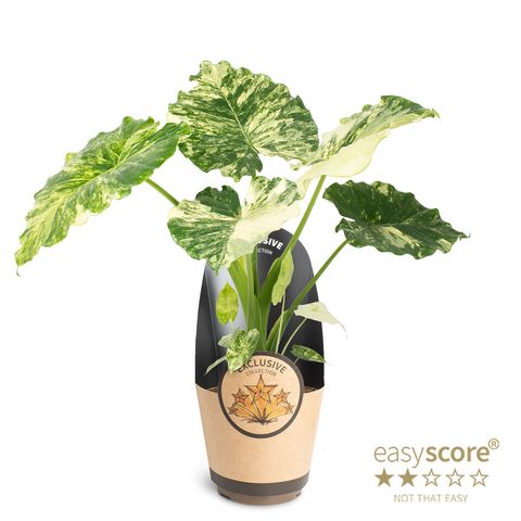 Alocasia gageana 'Variegata'