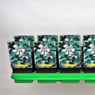 Hosta 'Blue Mouse Ears'