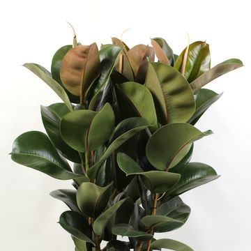 Ficus elastica CLOE