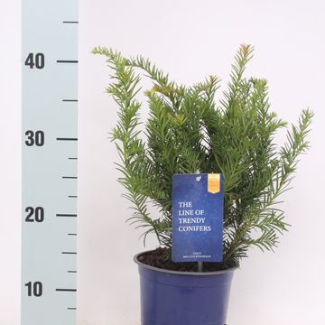 Taxus baccata 'Repandens'