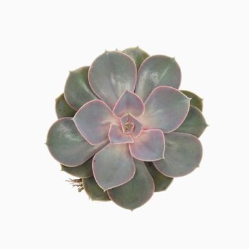 Echeveria 'Perle von Nürnberg'