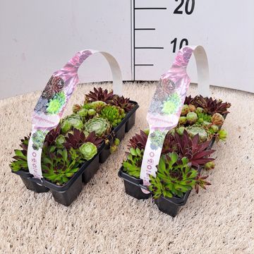 Sempervivum MIX