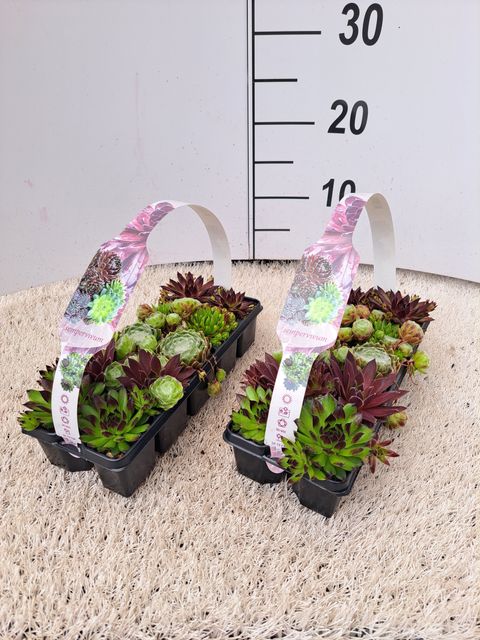 Sempervivum MIX