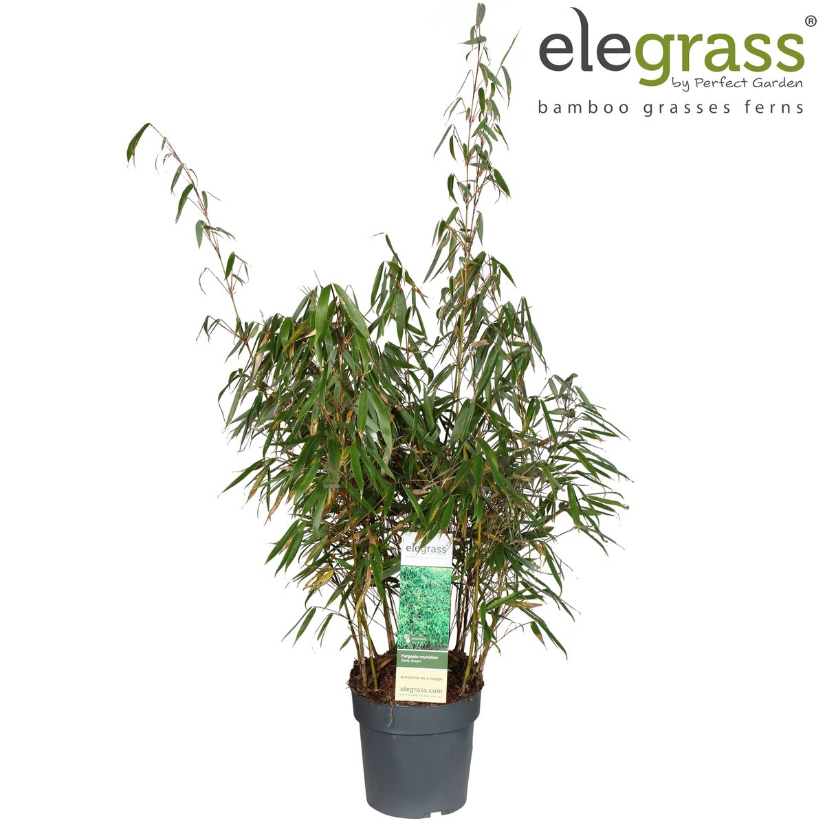 Fargesia murielae 'Early Green' — Plant Wholesale FlorAccess