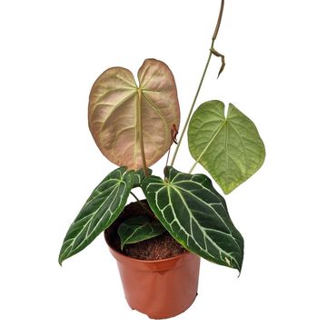 Anthurium AMBER LIGHTNING