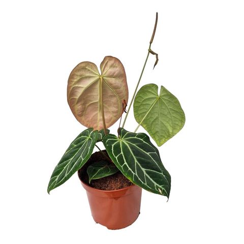 Anthurium AMBER LIGHTNING