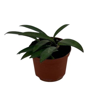 Hoya wayetii