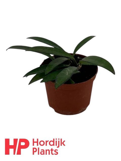 Hoya wayetii