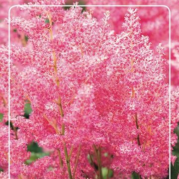 Astilbe 'Rheinland'