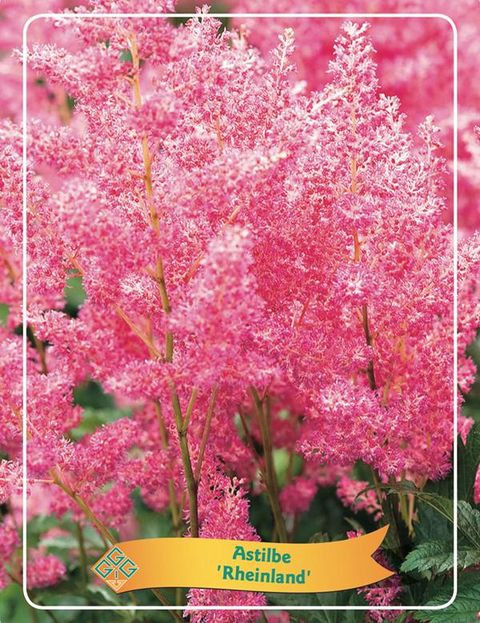 Astilbe 'Rheinland'