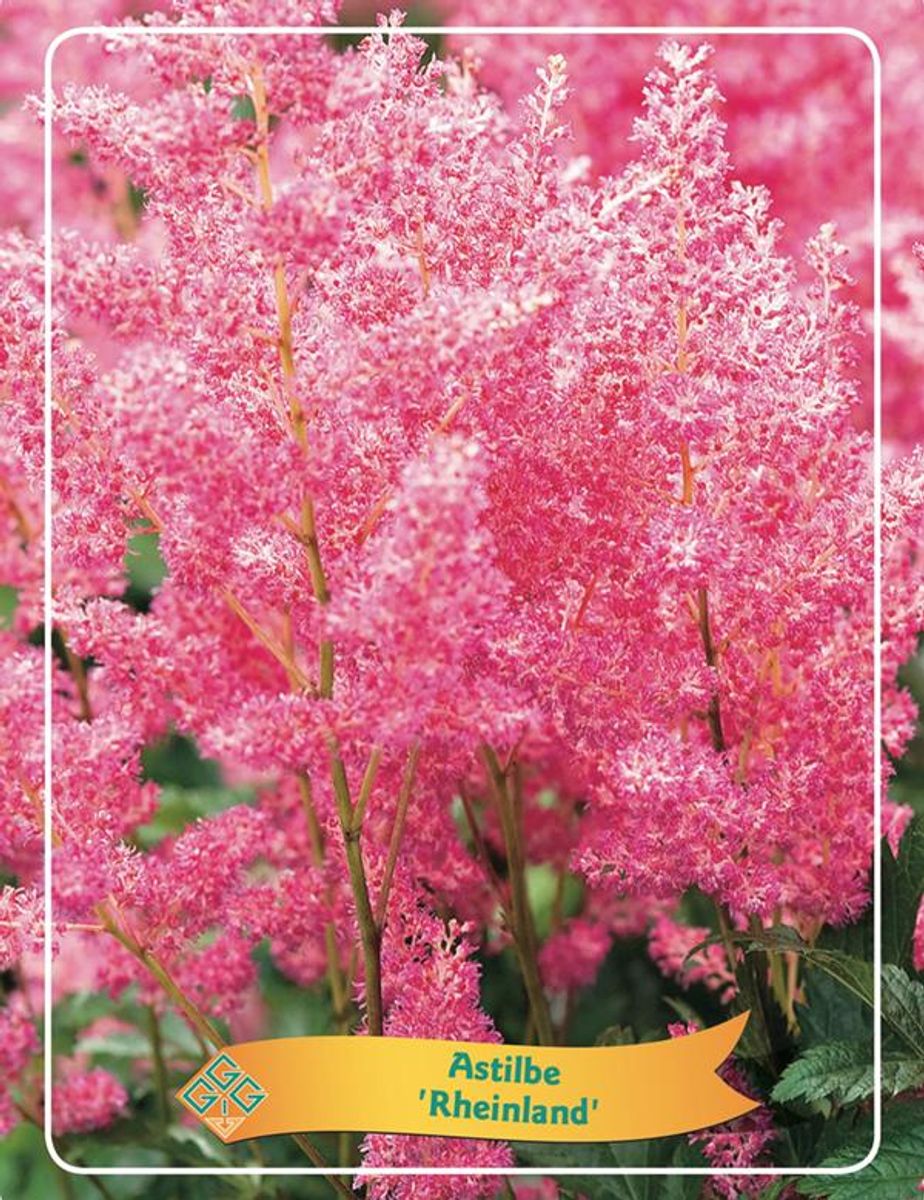 astilbe-rheinland-plant-wholesale-floraccess