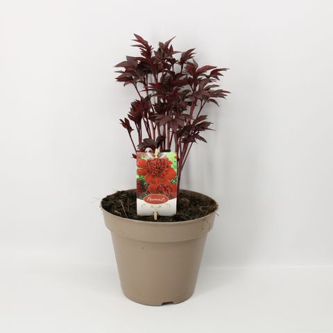 Paeonia RED