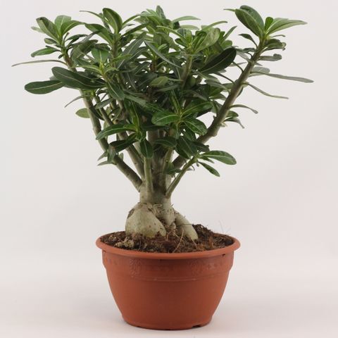 Adenium obesum