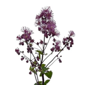 Thalictrum 'Black Stockings'