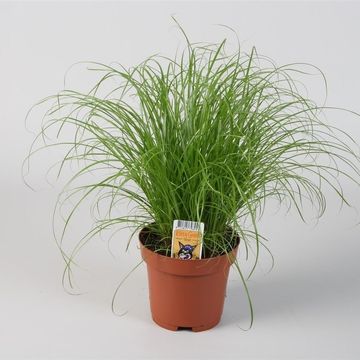 Cyperus alternifolius 'Zumula'