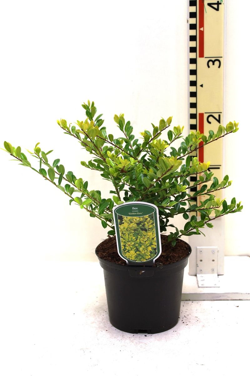 Ilex Crenata 'glory Gem' — Plant Wholesale Floraccess