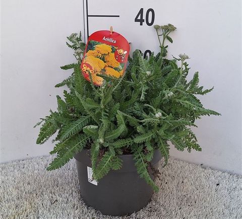 Achillea 'Moonshine'